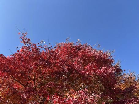 紅葉 紅葉,青空,秋の写真素材