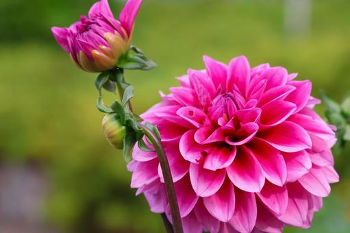 Photo, dahlia, flower, plant, 