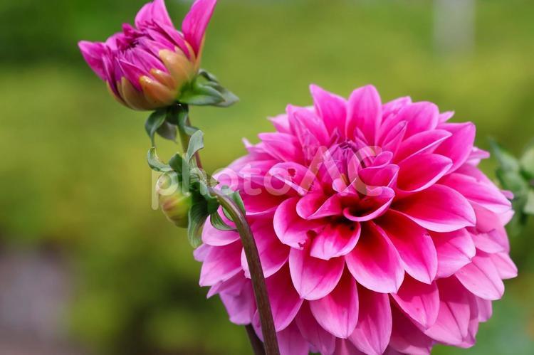６月上旬の仏生山公園のダリアの花 ダリア,花,植物の写真素材