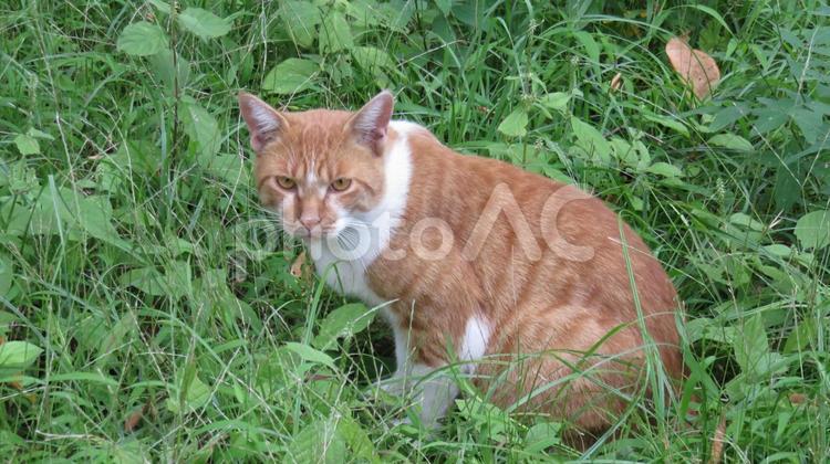 草むらで寛ぐボスの可愛いモフモフ猫 猫,茶白,ボス猫の写真素材