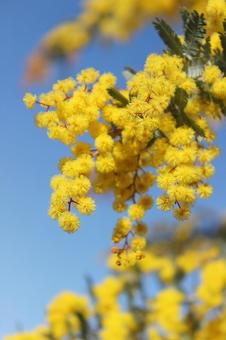 アカシア アカシア,春,季節の写真素材