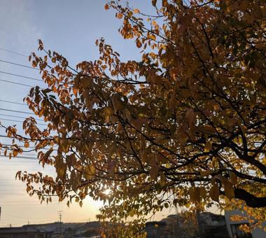 夕陽と木々 公園,木々,枝の写真素材
