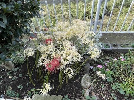 花 花の写真
