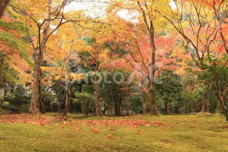 苔ともみじ 秋,もみじ,自然の写真素材