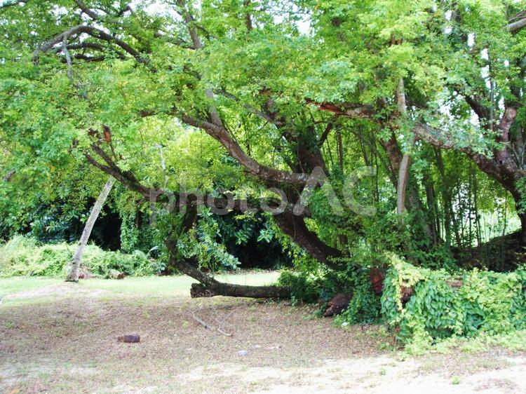 グアムの木 グアム,外国,海外の写真素材