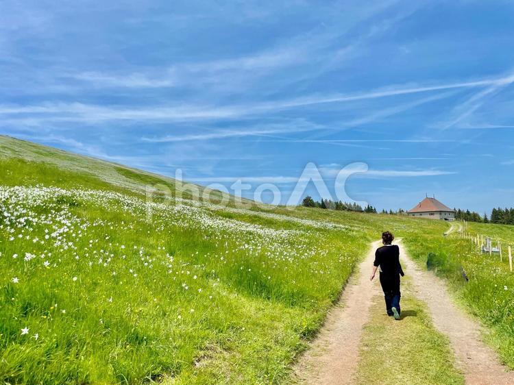 草原を歩く女性の後ろ姿 草原,散歩,女性の写真素材