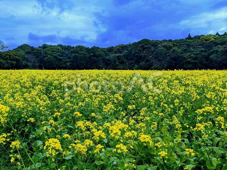 綺麗な風景(佐世保市・展海峰)④ 菜の花,春,春の花の写真素材