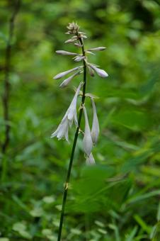 Photo, flower, plant, natural, 