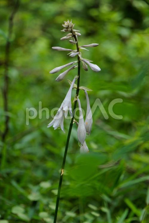 森の中に咲くオオバギボウシの白い花 花,植物,自然の写真素材