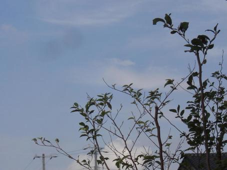 Photo, wood, dry, branch, 