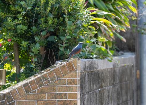 Photo, brown ears, total length 23 cm, stay bird, 