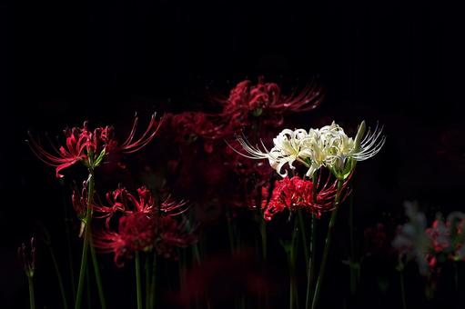 彼岸花(白と赤) 彼岸花(白と赤)の写真