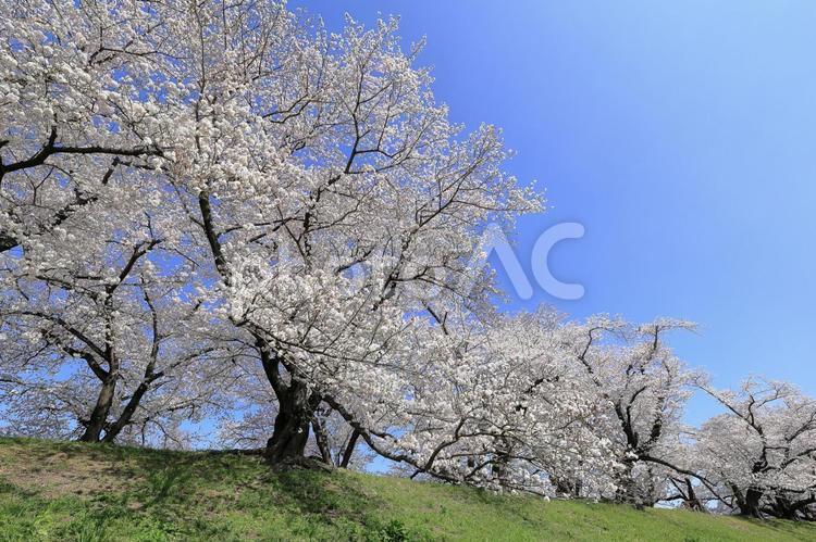 背割り堤に咲く満開の桜 桜,さくら,サクラの写真素材