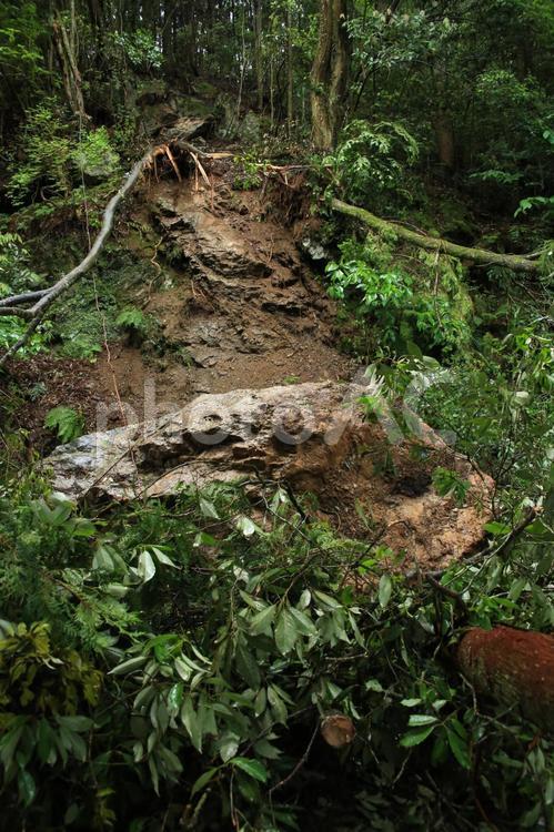 災害：落石と倒木 倒木,落石,土砂崩れの写真素材