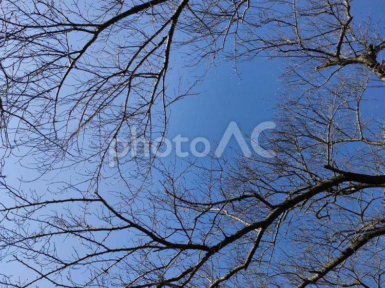 空と桜の木 空,晴天,テクスチャの写真素材