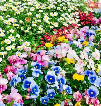 花畑 1 花畑 1の写真