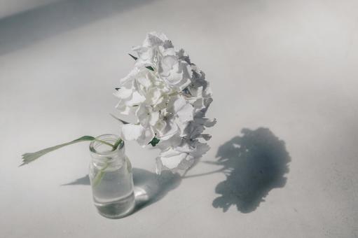 紫陽花 紫陽花 紫陽花,白,スタジオ撮影の写真素材