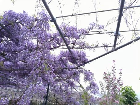 Wisteria trellis and sky, JPG