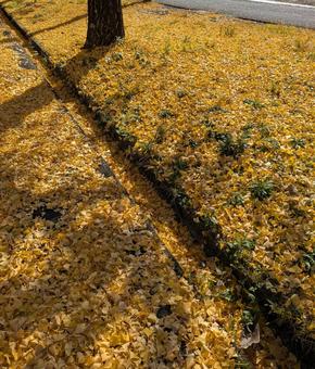 いちょう　紅葉 イチョウ,秋色,ネイチャーの写真素材