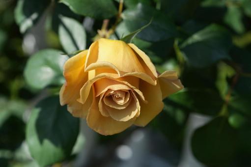 Rose (yellow: butterscotch), JPG Rose (yellow: butterscotch), JPG