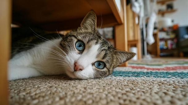 家の中の猫 家の中の猫の写真