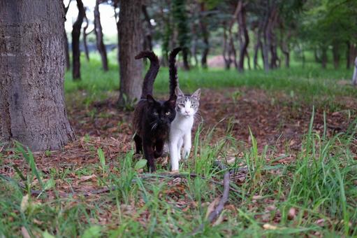 猫② 猫②の写真