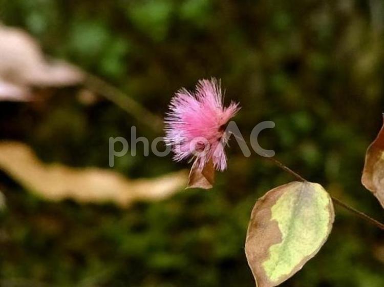 冠毛に赤い色が残るコウヤボウキの果実 コウヤボウキ,高野箒,果実の写真素材