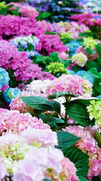 カラフルなアジサイの花（縦） アジサイ,花,フラワーの写真素材