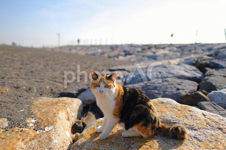 海岸の岩の上のネコ 猫,野良猫,ネコの写真素材