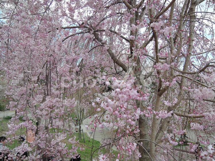 公園のしだれ桜 公園,桜,ピンクの写真素材
