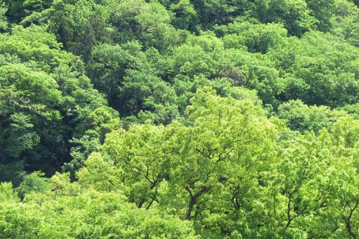 5月の山並みの緑を仰ぐ 5月の山並みの緑を仰ぐの写真