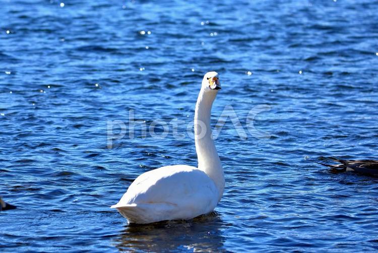 冬の訪れコハクチョウ コハクチョウ,バードウォッチング,野鳥の写真素材