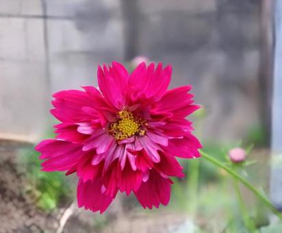 華やかな秋 華やかな秋の写真