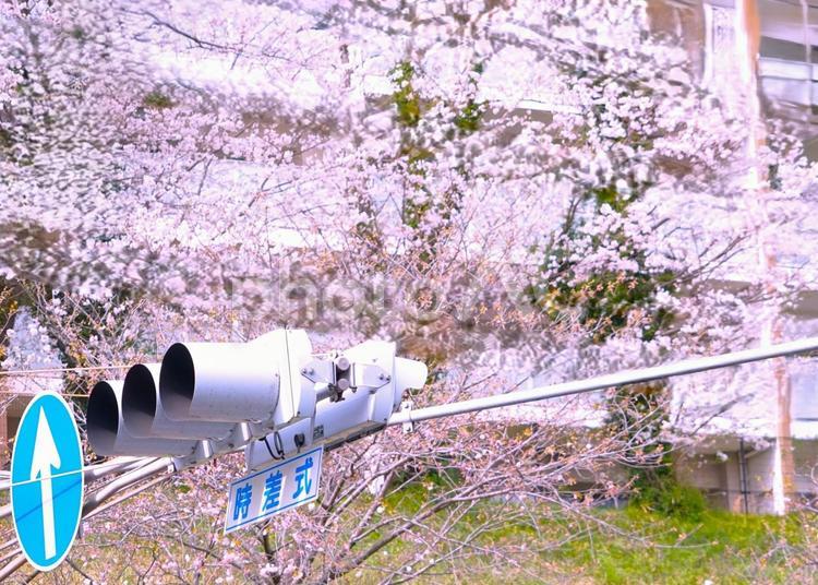 桜と信号機 桜,信号機,標識の写真素材
