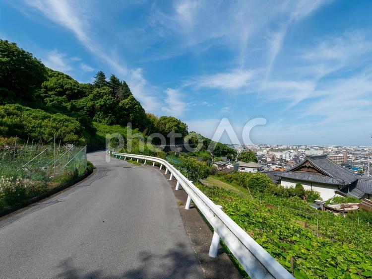 柏原市の高尾山に広がる葡萄畑と街の風景 高尾山,山,生駒山系の写真素材