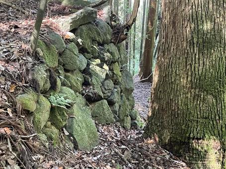 石垣 苔 大木 歴史 宇陀松山城 石垣 苔 大木 歴史 宇陀松山城の写真