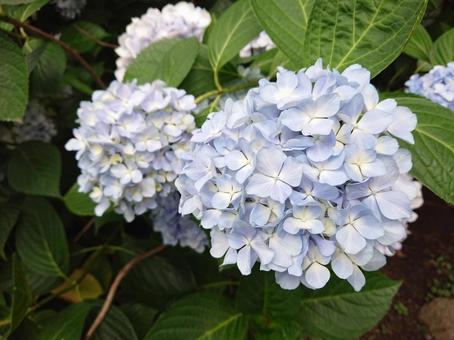 紫陽花 紫陽花の写真