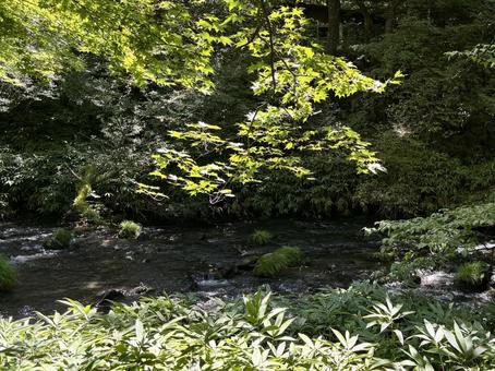 森の小川 森の小川 小川,さらさら,森林の写真素材