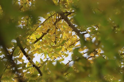 イチョウの写真