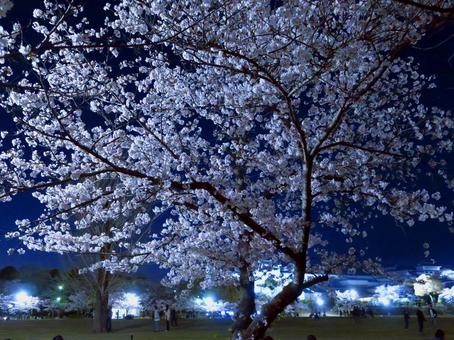 夜桜でお花見 夜桜でお花見の写真