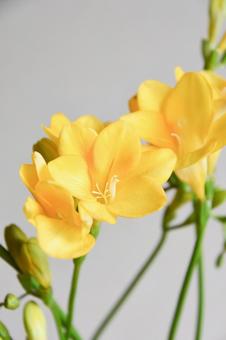 フリージア フリージア,黄色,イエローの写真素材