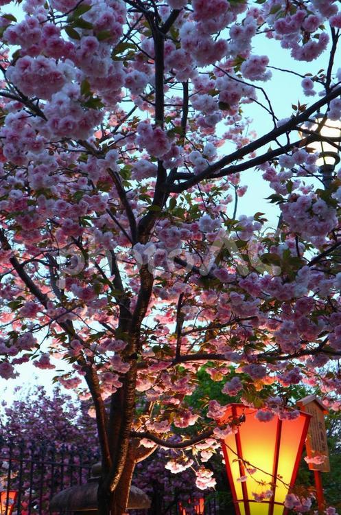 美しき八重桜 桜,八重桜,大阪の写真素材