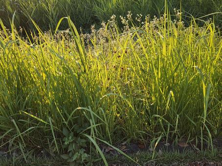 朝日に照らされる植物 朝日に照らされる植物の写真
