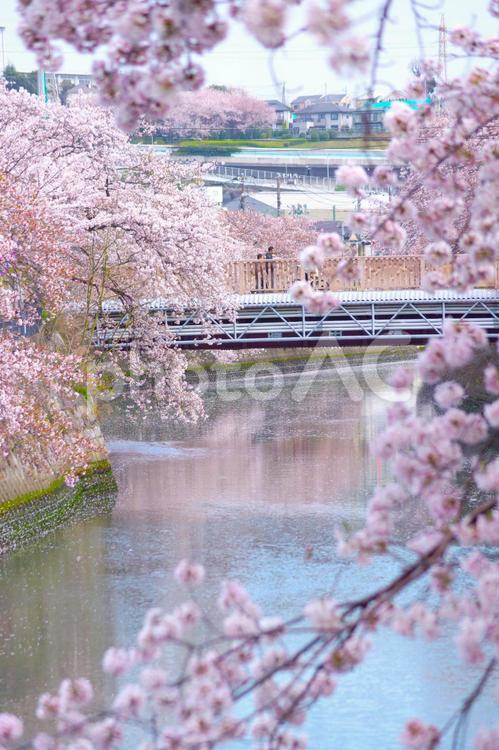 桜満開の大岡川プロムナード 大岡川プロムナード,大岡川,横浜市の写真素材
