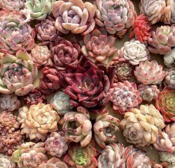 あかの多肉ちゃん 多肉,植物,赤の写真素材