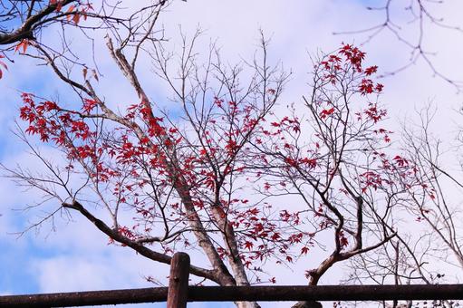 秋の空と赤い枯葉 秋の空と赤い枯葉 風景,秋,空の写真素材