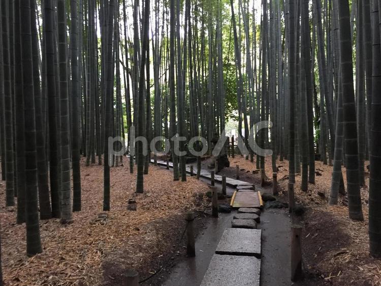 鎌倉 竹林,竹,鎌倉の写真素材