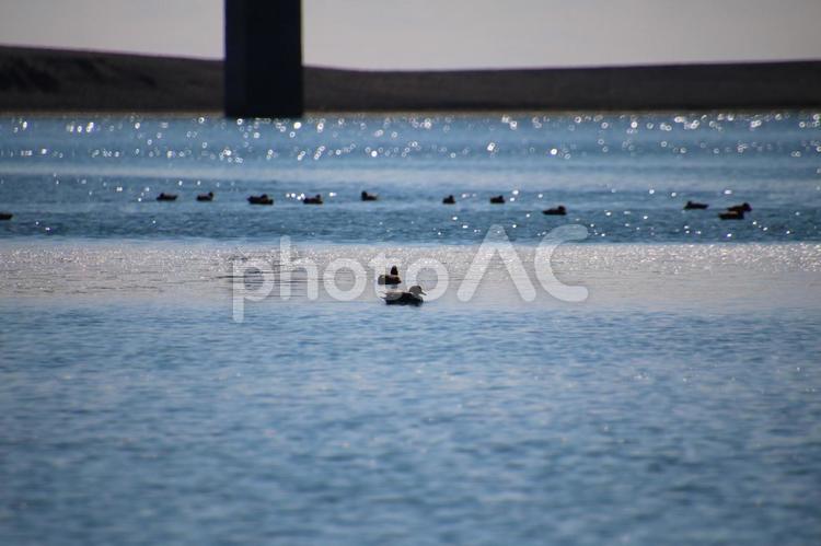 河口に浮かぶ鴨の群 鴨,渡り鳥,鳥の写真素材