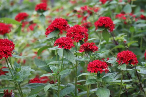 緑の葉と赤いサンタンカの花の満開の花壇 緑の葉と赤いサンタンカの花の満開の花壇の写真