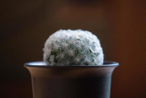 サボテン白星 マミラリア,サボテン,白星の写真素材